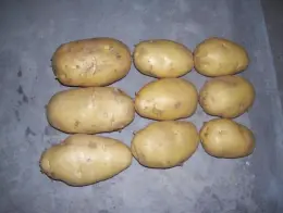 Export Standard Yellow Fresh Potato