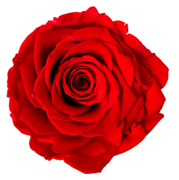 Eternal Preserved Flowers: Raw Material for Everlasting Artificial Roses