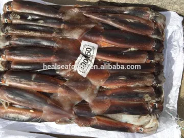 Argentine Squid /Illex Squid