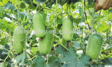 High yield small wax gourd Winter melon seeds for Growing-HT-Yomey