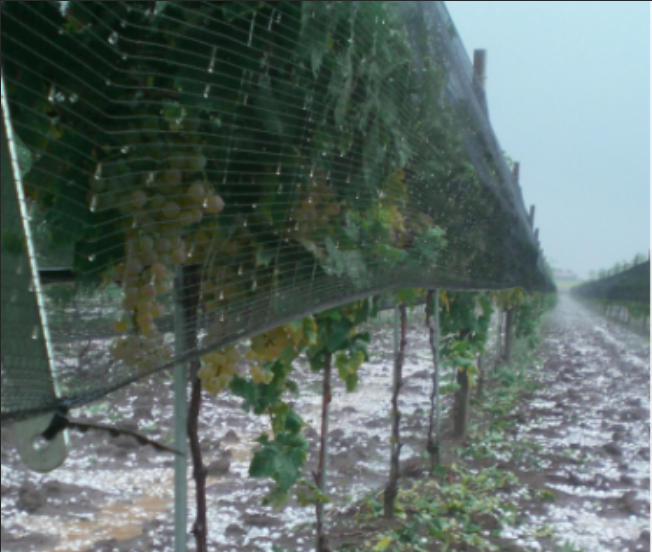 Anti rede de granizo para plantas de agricultura