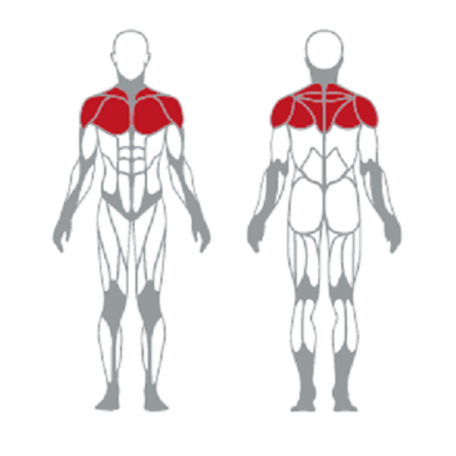 Hot Sale Gym Fitness Lateral Deltoids Trainer