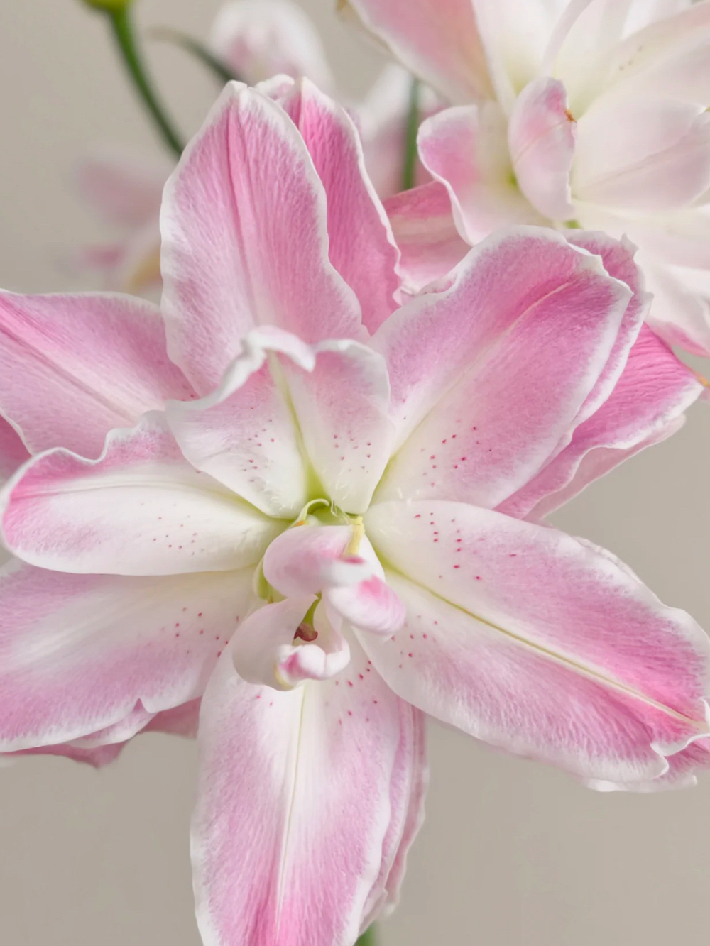 Lotus Fairy Double lily2