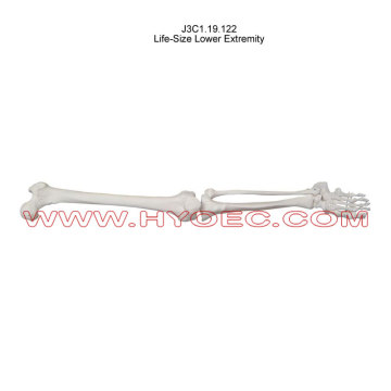 Life-Size Lower Extremity-J3C1.19.122