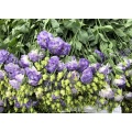ইউনান ফুল রপ্তানি ডাস্টি গ্রে Lisianthus প্রিমিয়াম মানের
