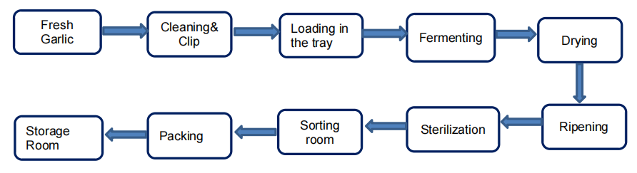 black garlic production process