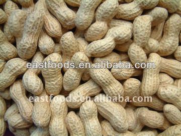 2013 crop raw peanuts in shell