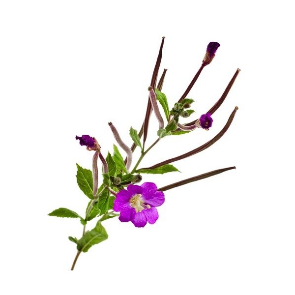 Epilobe-bio-plante.jpg