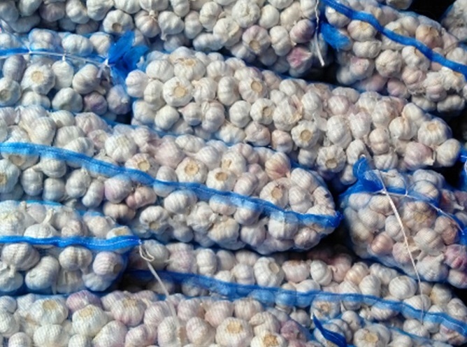 Fresh Chesnok Red Garlic For Export Bulk Packing 20kg Mesh Bag