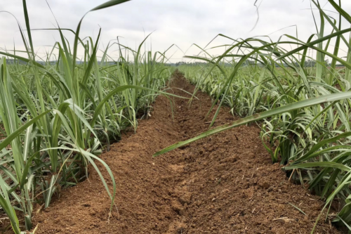 sugarcane fertilizer and weeding tools TAGRM