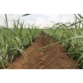 Fertilizantes de cana-de-açúcar e ferramentas de ervas daninhas Tagr