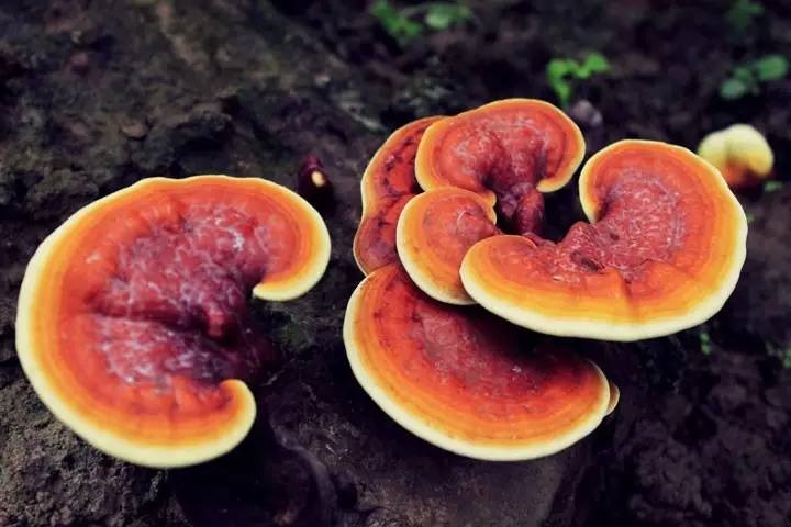 Ganoderma Lucidum2 Jpg