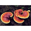 Extrato orgânico de ganoderma lucidum em pó a granel