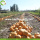 Factory Raw GWS AA Grade Pumpkin Seed Kernels