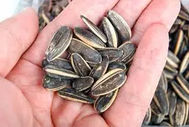 sunflower seeds Exporters turkish sunflower seed cheap sunflower seeds