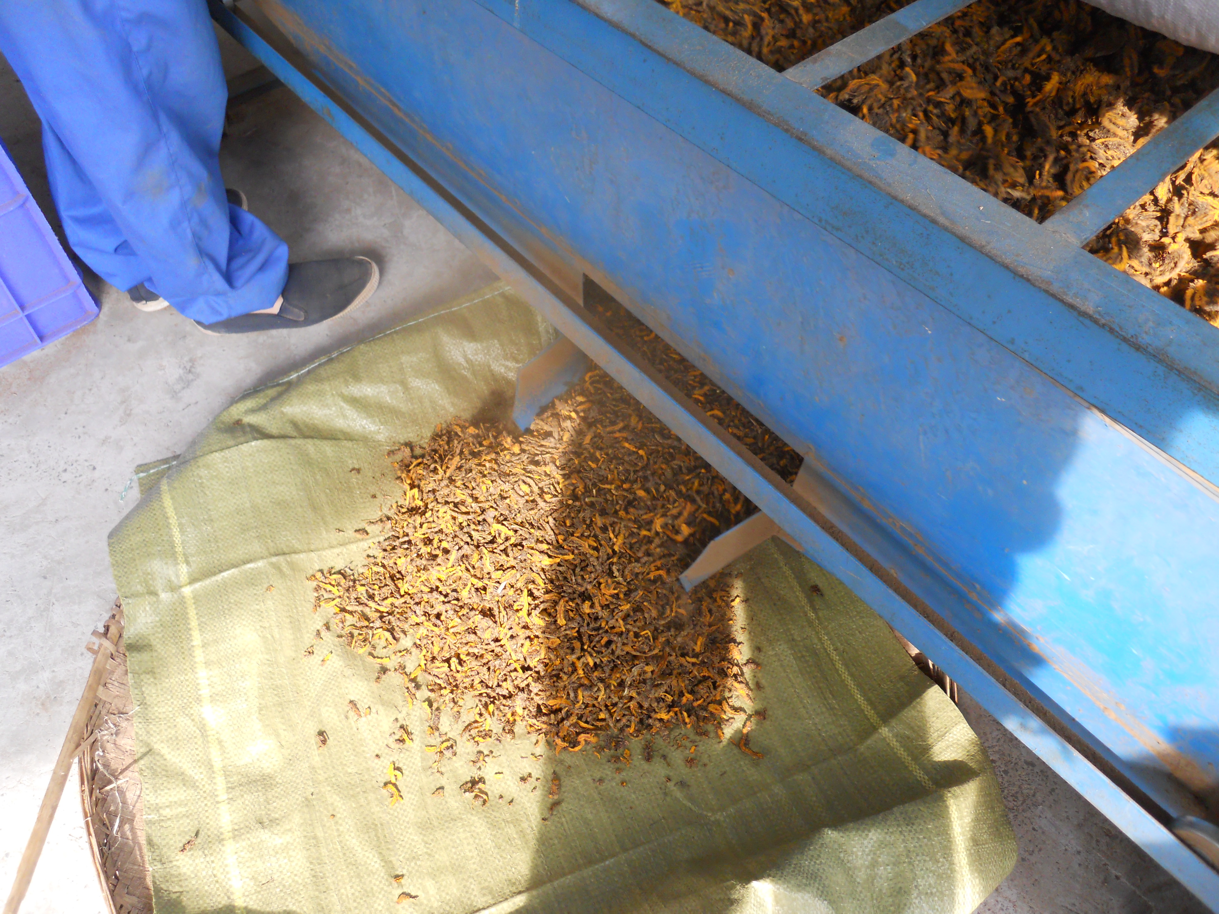The Goldthread Seeds Coptidis