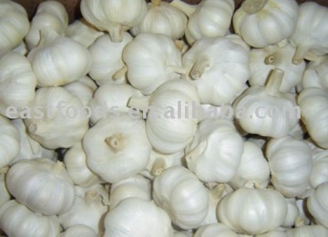 fresh garlic