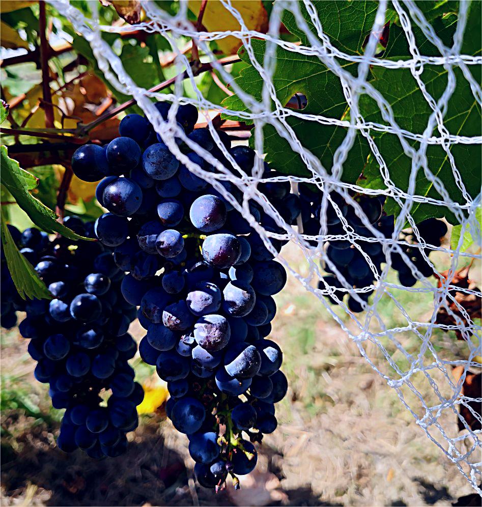 HDPE Agricultura Protección de cultivos Neta de aves