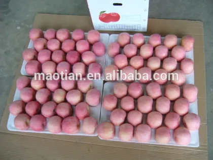 Early fuji apple of 2017 new season