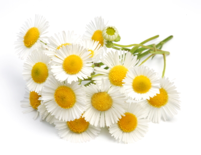 Chamomile Flower