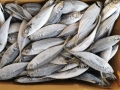 البيع الساخن المتجمد ماكريل أسماك مستديرة كاملة