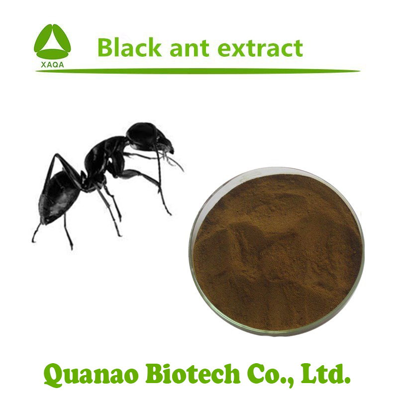 Zwarte mierenextractpoeder Polyrhachis Vicina Roger-extract