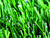 U shaped grass for sports