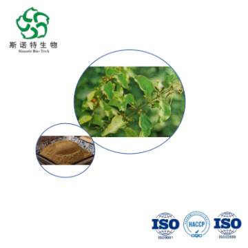 Taxillus Chinensis Extract - Bulk 10:1 for Kidney & Joint Support Supplements