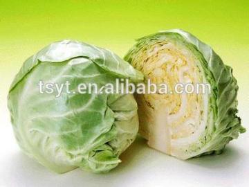 New Crop Chinese Green Fresh Cabbages