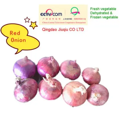 Jq 2012 New Crop Fresh Onions