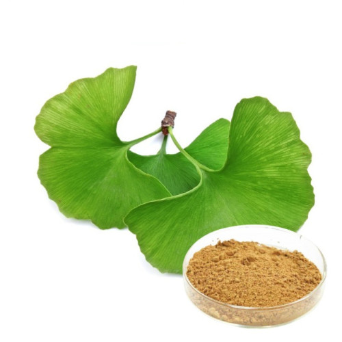Ginkgo Biloba Extract Powder