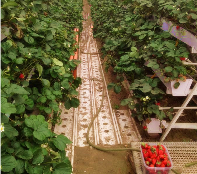 Vertical PVC Hydroponic Strawberry Growing Systems