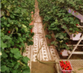 Sistemi di coltivazione di fragole idroponiche verticali in PVC
