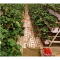 أنظمة زراعة الفراولة المائية العمودي PVC