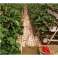 Sistem Penanaman Strawberi Hydroponic PVC Vertikal