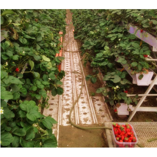 Sistemas de cultivo de fresas hidropónicos verticales de PVC