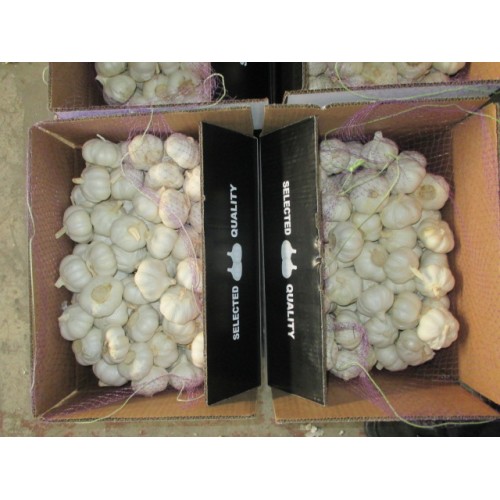 2020 Best Quality Pure White Garlic