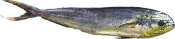 Whole Round Frozen Mahi Mahi
