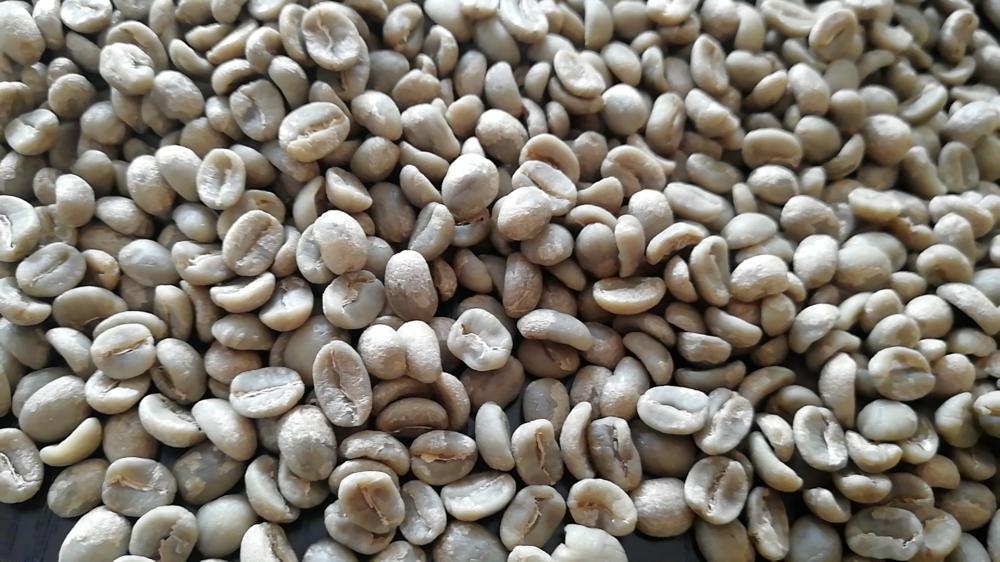 Type de grains de café vert arabica