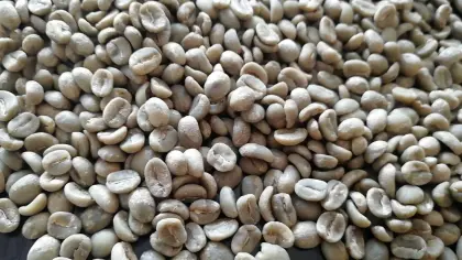 Green Coffee Beans Arabica Type