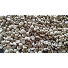 Жасыл кофе бұршақтары AraBICA типі