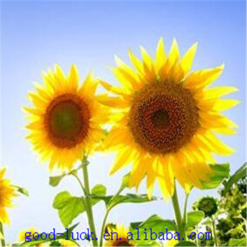 Sunflower Seeds new crop