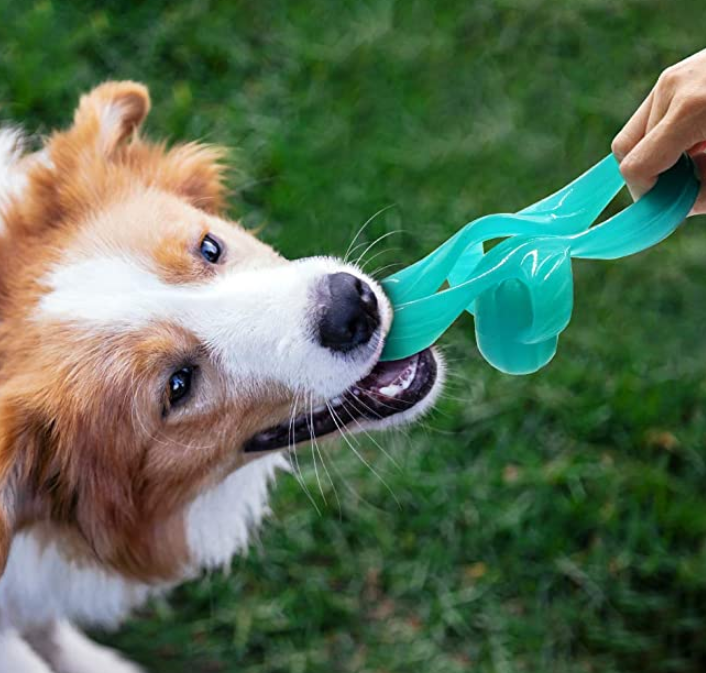 Frisbee Dog Training Toy