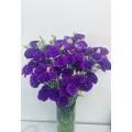 বেগুনি Lisianthus ফুলের জন্য ডাবল টাটকা কাট ফুল