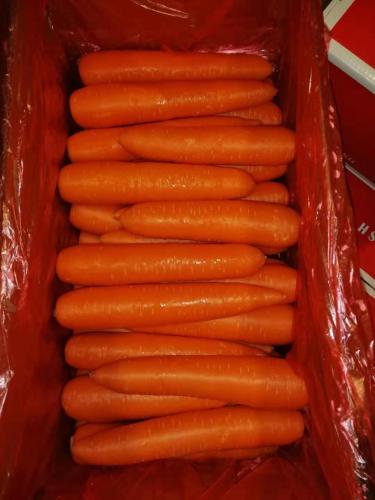 SGS/Good Delicious/New Crop Fresh Carrot