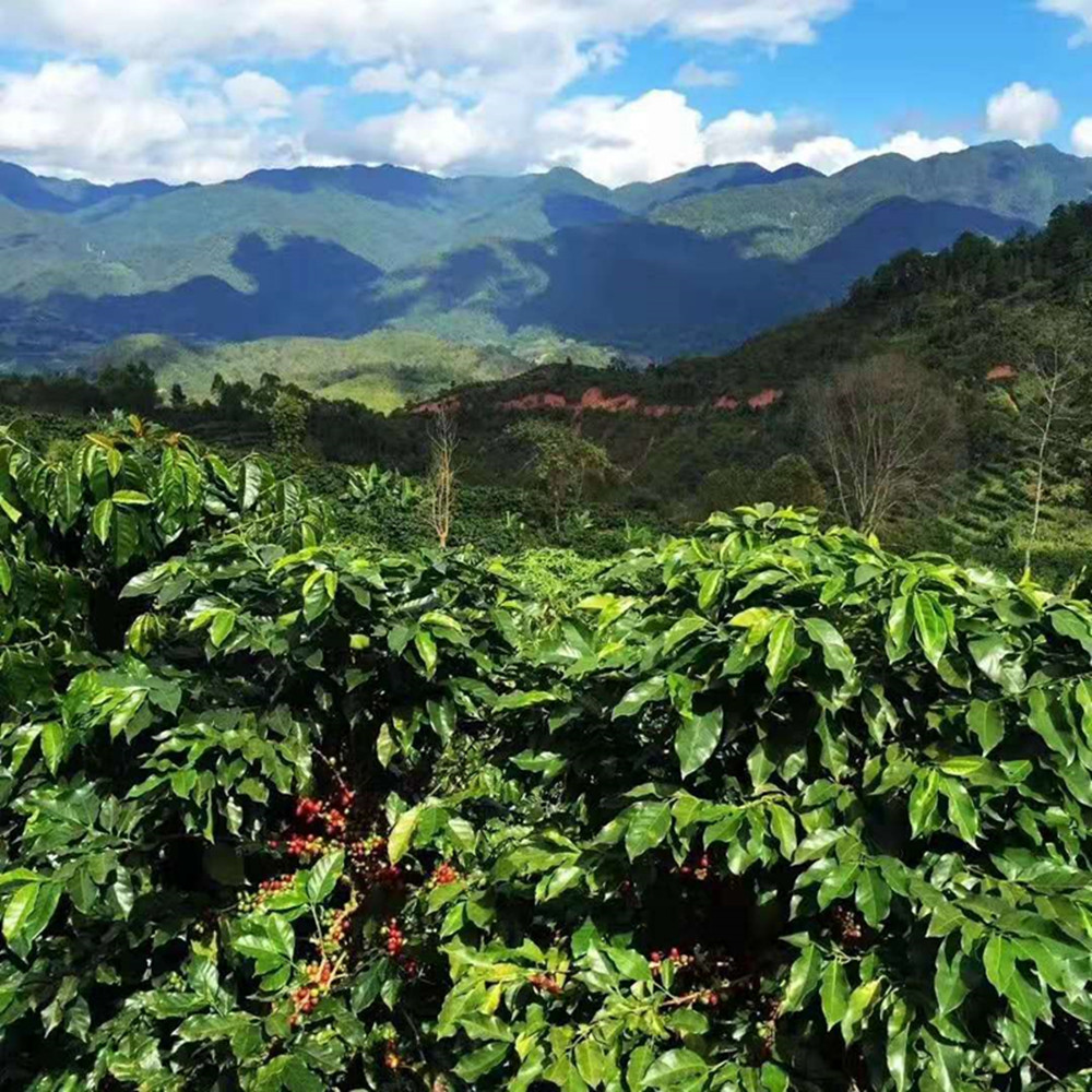 Nilai goog semburan kopi segera kering