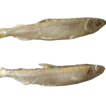 Clean whole pond smelt fish iqf frozen seafood