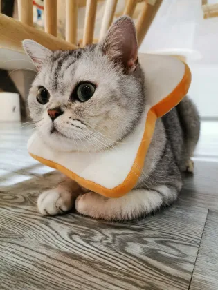 Toast bread hood kitten Elizabeth Collar