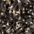 Taze Hasat Kuzugöbeği Mantarı Naturel
