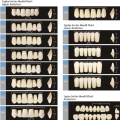 Artificial Teeth and material